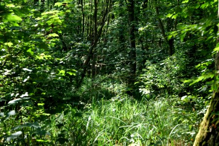 Herrensee, Lange-Damm-Wiesen und Barnim-Hänge 2020-08-05 74