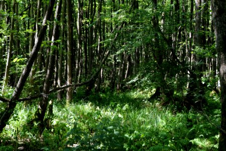 Herrensee, Lange-Damm-Wiesen und Barnim-Hänge 2020-08-05 93