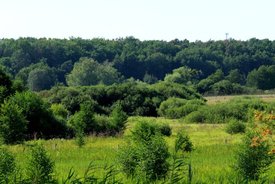 Herrensee, Lange-Damm-Wiesen und Barnim-Hänge 2020-08-05 230