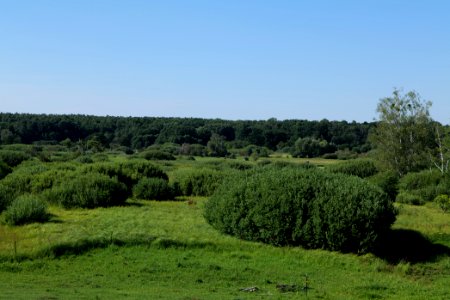 Herrensee, Lange-Damm-Wiesen und Barnim-Hänge 2020-08-05 207