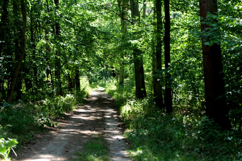 Herrensee, Lange-Damm-Wiesen und Barnim-Hänge 2020-08-05 60