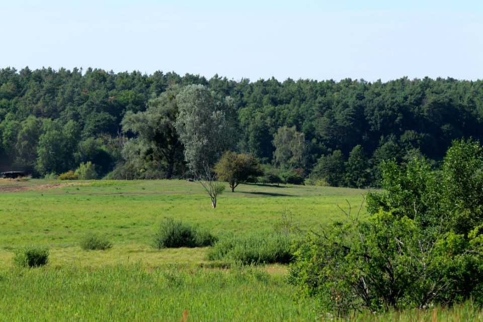 Herrensee, Lange-Damm-Wiesen und Barnim-Hänge 2020-08-05 233