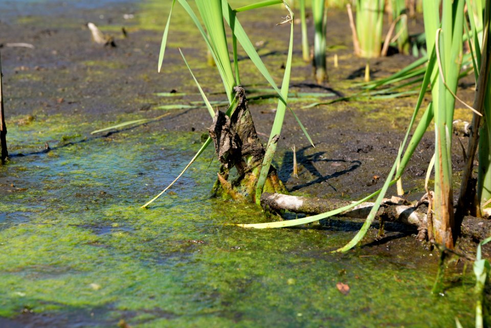 Herrensee Strausberg 2020-08-05 26