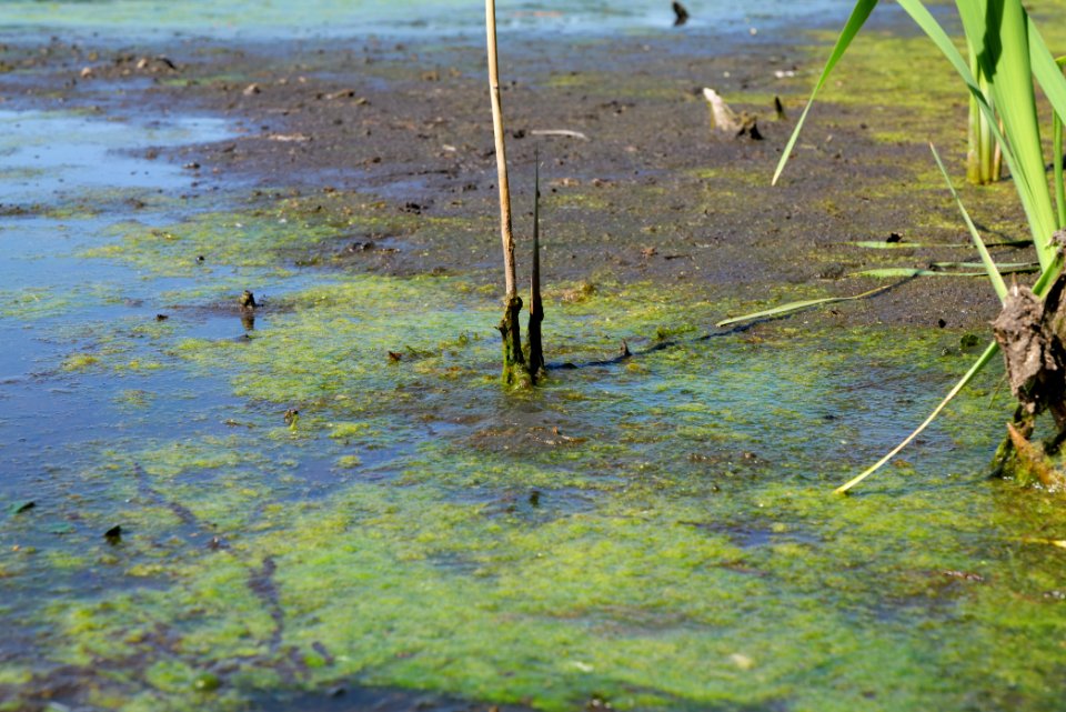 Herrensee Strausberg 2020-08-05 24