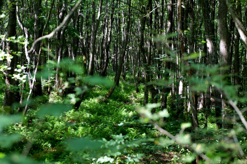 Herrensee, Lange-Damm-Wiesen und Barnim-Hänge 2020-08-05 82