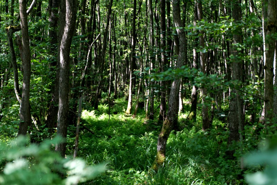 Herrensee, Lange-Damm-Wiesen und Barnim-Hänge 2020-08-05 91