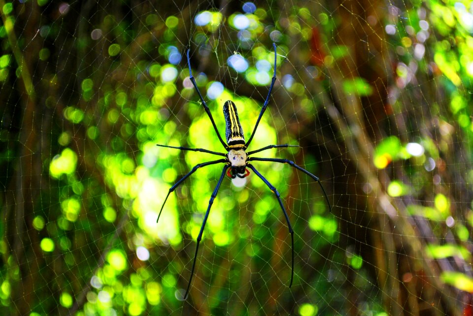 Spiderweb insect female