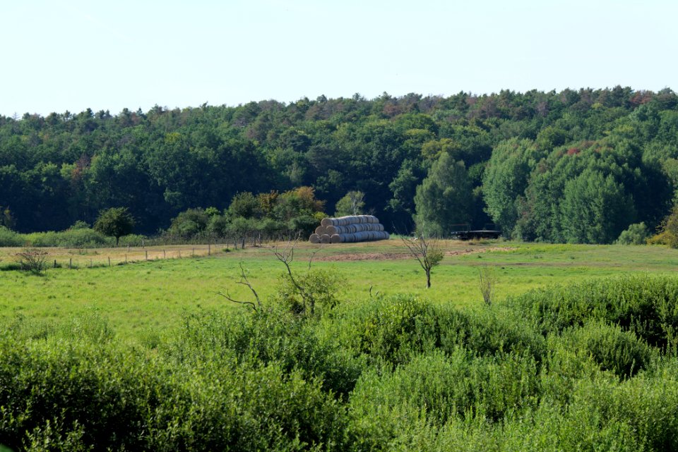 Herrensee, Lange-Damm-Wiesen und Barnim-Hänge 2020-08-05 217