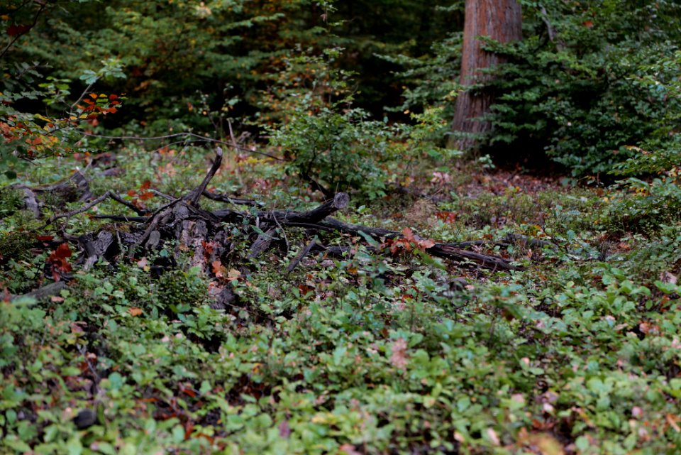 Herrenwald Stadtallendorf 2020-10-07 72