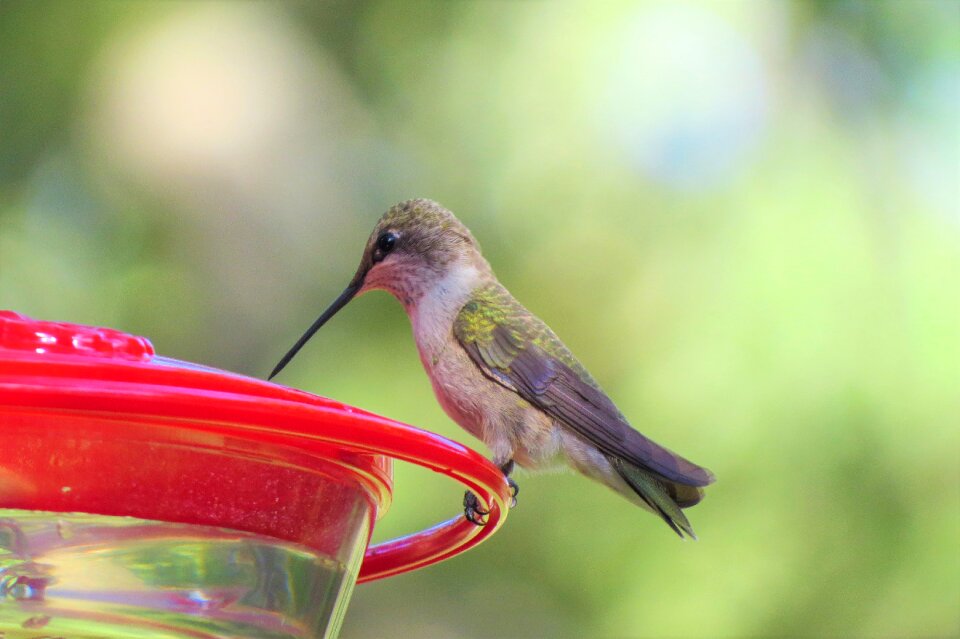 Green wildlife nature