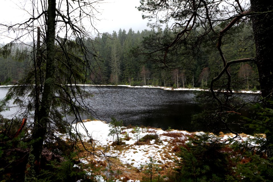 Herrenwieser See 2020-03-10 07