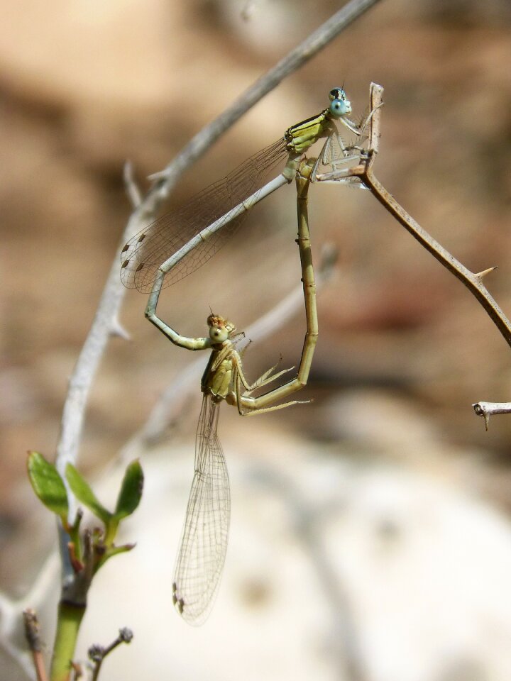 Copulation mating heart