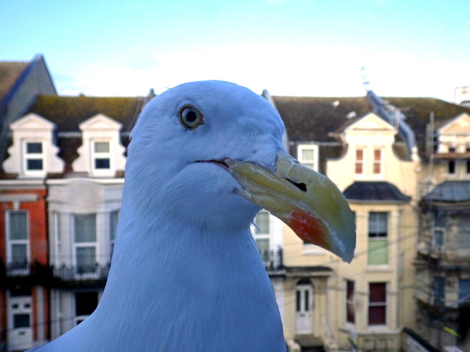 Herring Gull at window, Bexhill