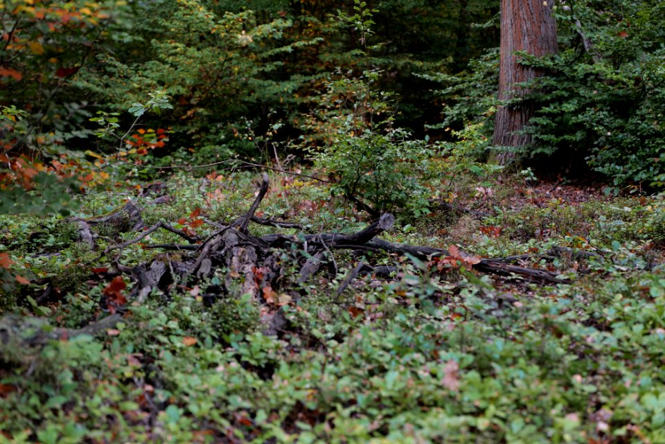Herrenwald Stadtallendorf 2020-10-07 70