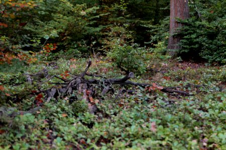 Herrenwald Stadtallendorf 2020-10-07 70