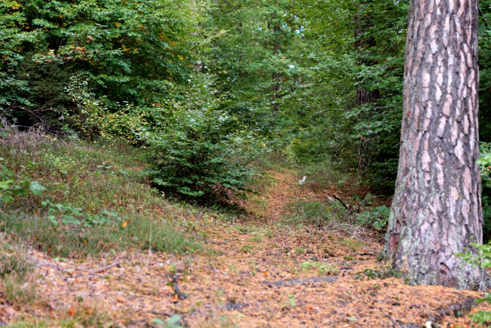 Herrenwald Stadtallendorf 2020-10-07 66