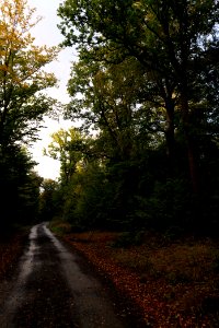 Herrenwald Stadtallendorf 2020-10-07 60