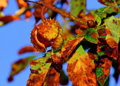 Ripe brown prickly