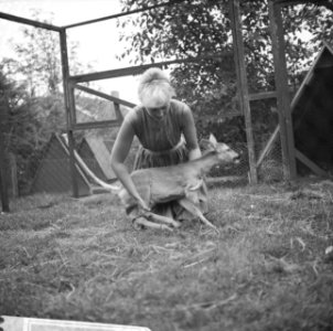 Hertje met kunstbeen, in Sleen, Bestanddeelnr 918-2197