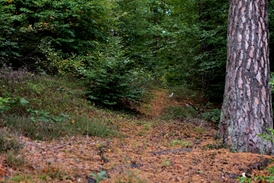 Herrenwald Stadtallendorf 2020-10-07 67