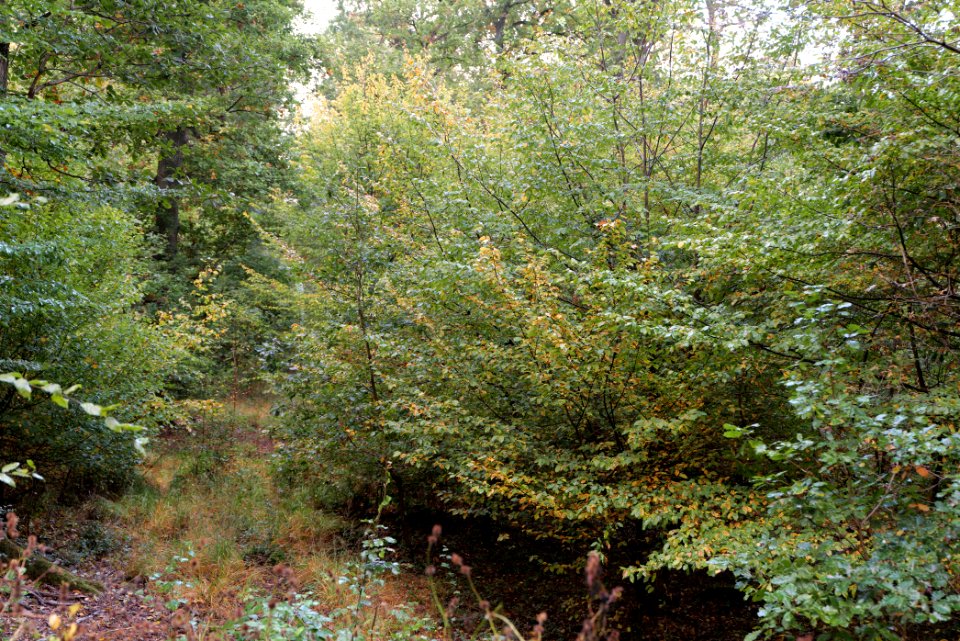 Herrenwald Stadtallendorf 2020-10-07 69
