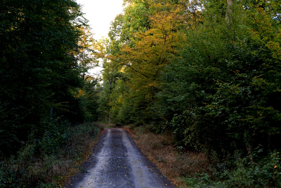 Herrenwald Stadtallendorf 2020-10-07 55