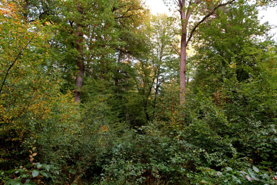 Herrenwald Stadtallendorf 2020-10-07 62