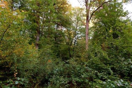 Herrenwald Stadtallendorf 2020-10-07 62