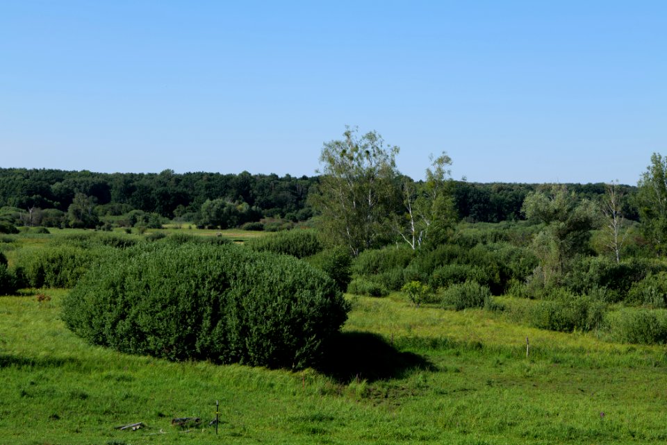 Herrensee, Lange-Damm-Wiesen und Barnim-Hänge 2020-08-05 208