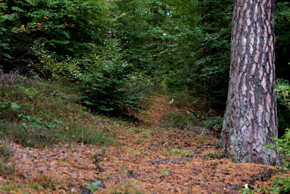 Herrenwald Stadtallendorf 2020-10-07 68