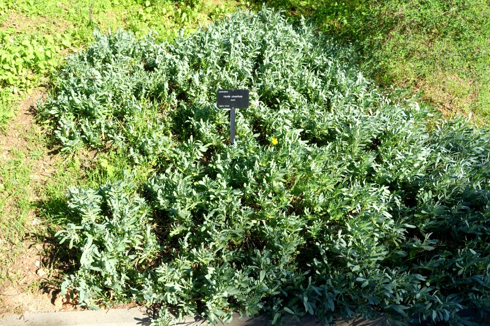 Hertia cheirifolia - Jardín Botánico de Barcelona - Barcelona, Spain - DSC09199