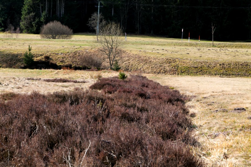 Herrenwies-Forbach 2020-03-15 05
