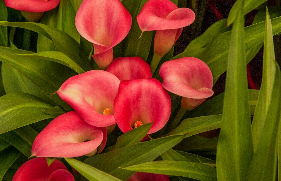 Lys lily orange garden