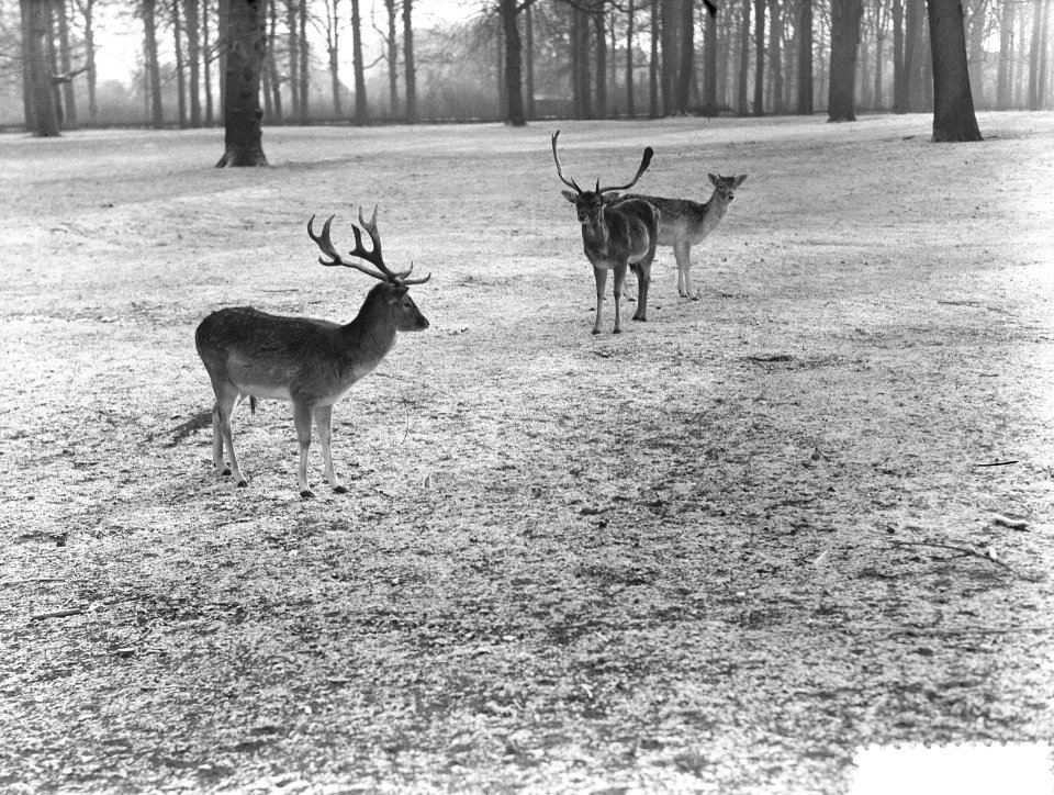 Hertjes in de sneeuw, Bestanddeelnr 904-9449