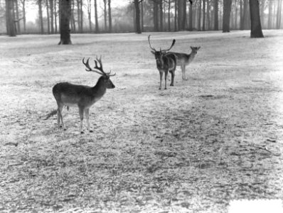 Hertjes in de sneeuw, Bestanddeelnr 904-9449