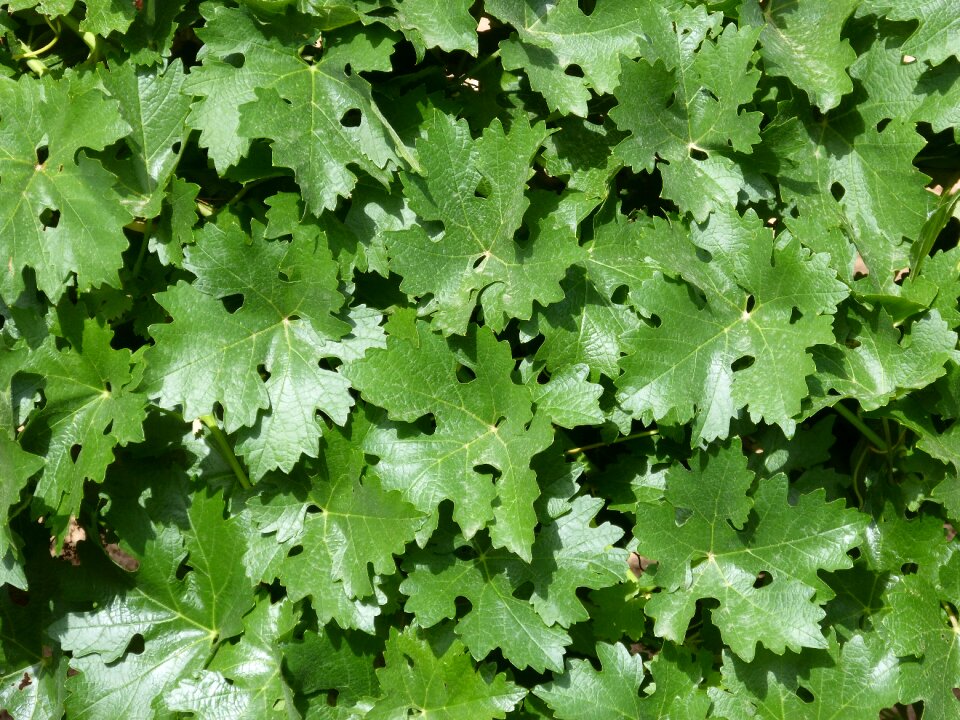 Parra background carpet of leaves