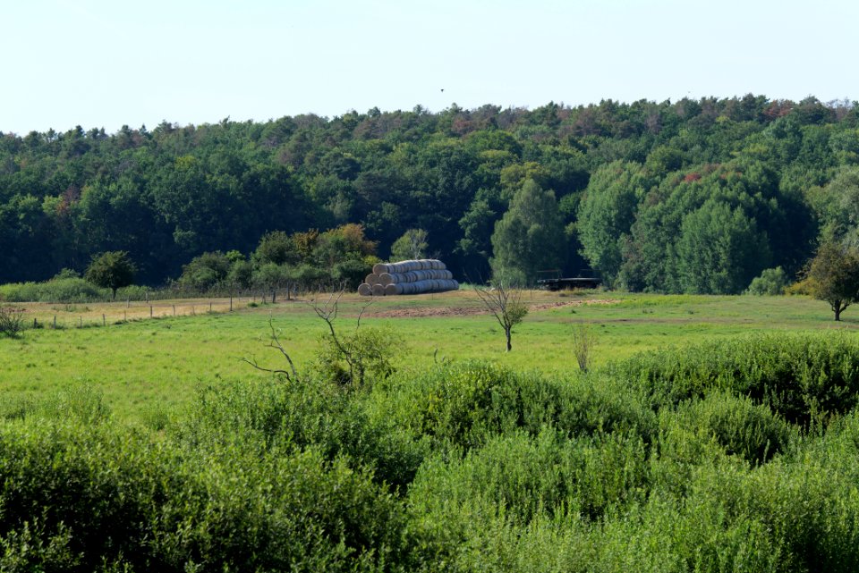 Herrensee, Lange-Damm-Wiesen und Barnim-Hänge 2020-08-05 218