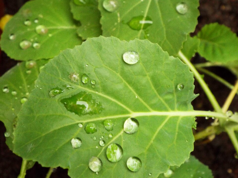 Kale horta power supply