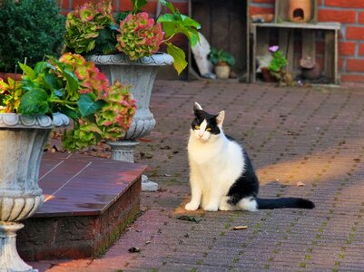 Cat's eyes mieze sit