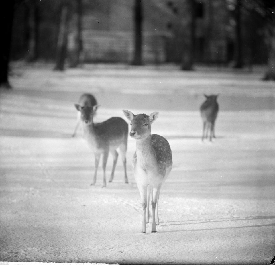 Herten in de sneeuw, Bestanddeelnr 917-2832