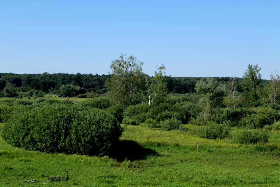 Herrensee, Lange-Damm-Wiesen und Barnim-Hänge 2020-08-05 209