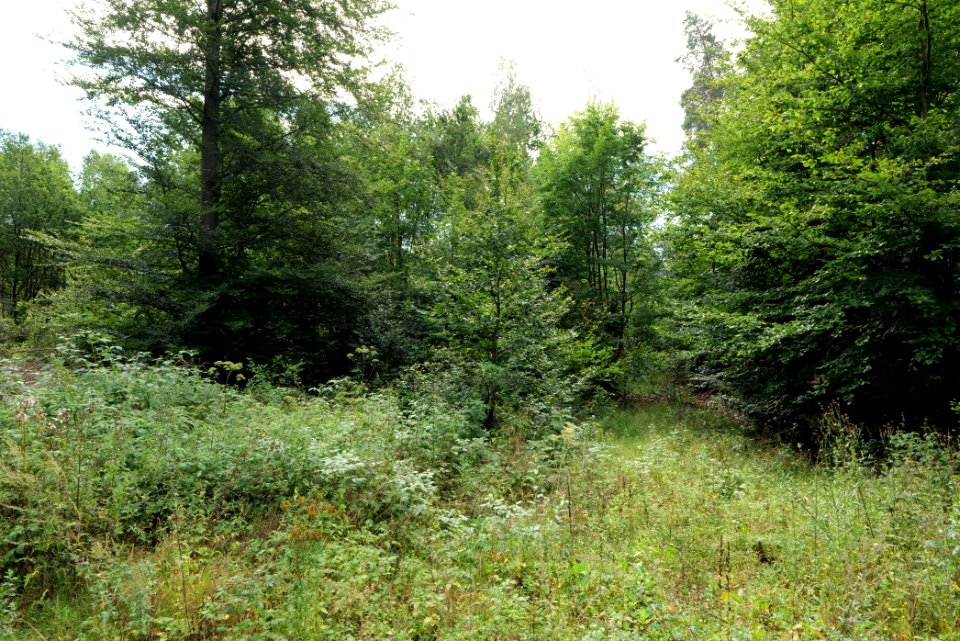 Herrenwald Stadtallendorf 2020-08-21 74