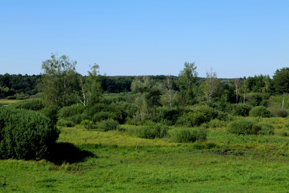 Herrensee, Lange-Damm-Wiesen und Barnim-Hänge 2020-08-05 200