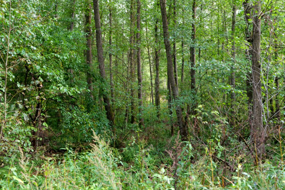Herrenwald Stadtallendorf 2020-10-07 08