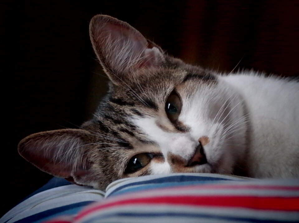 Pet domestic feline