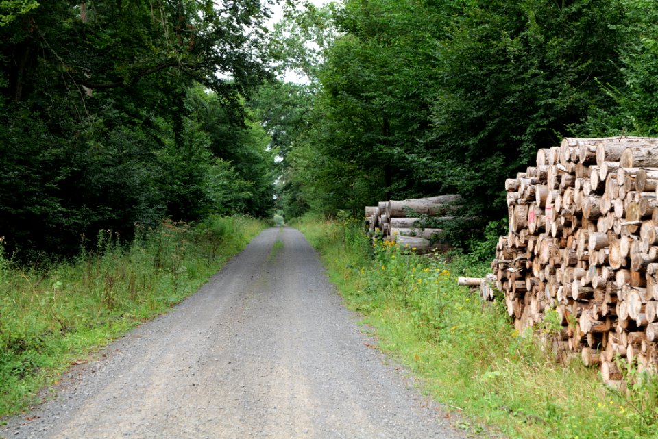 Herrenwald Stadtallendorf 2020-08-21 77