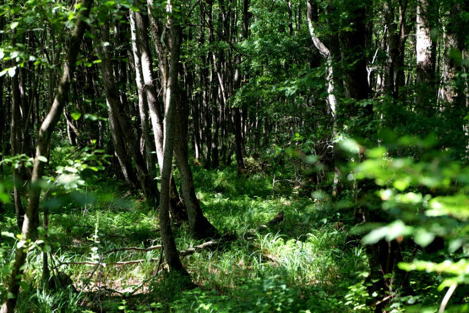 Herrensee, Lange-Damm-Wiesen und Barnim-Hänge 2020-08-05 87