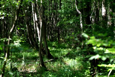 Herrensee, Lange-Damm-Wiesen und Barnim-Hänge 2020-08-05 87