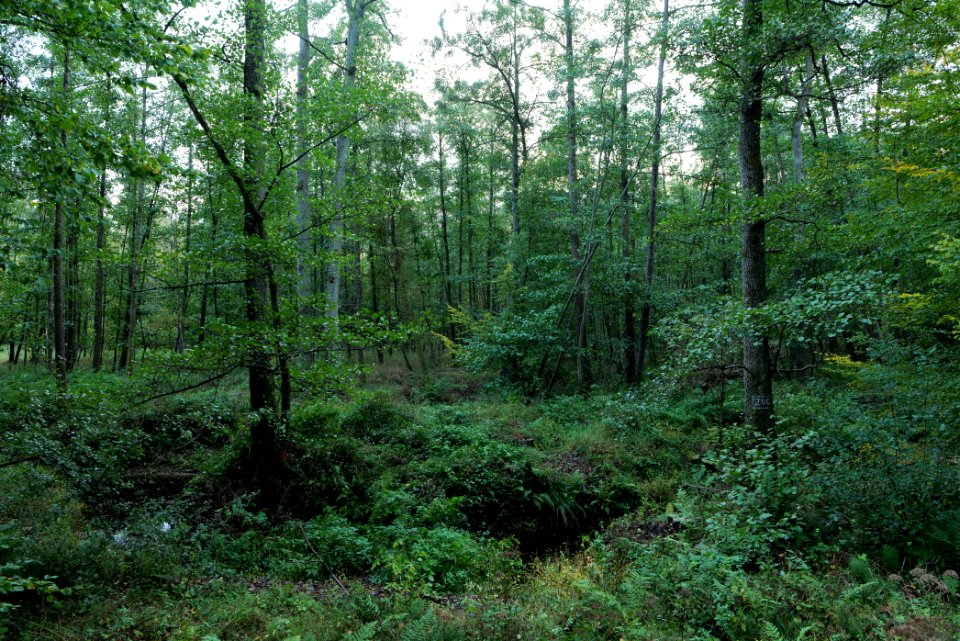Herrenwald Stadtallendorf 2020-10-07 37