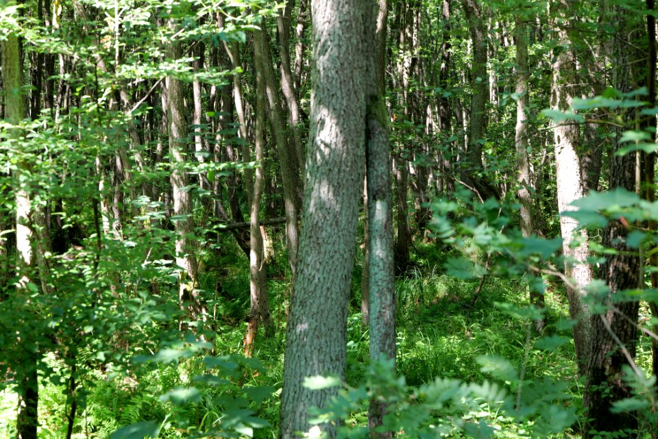 Herrensee, Lange-Damm-Wiesen und Barnim-Hänge 2020-08-05 76